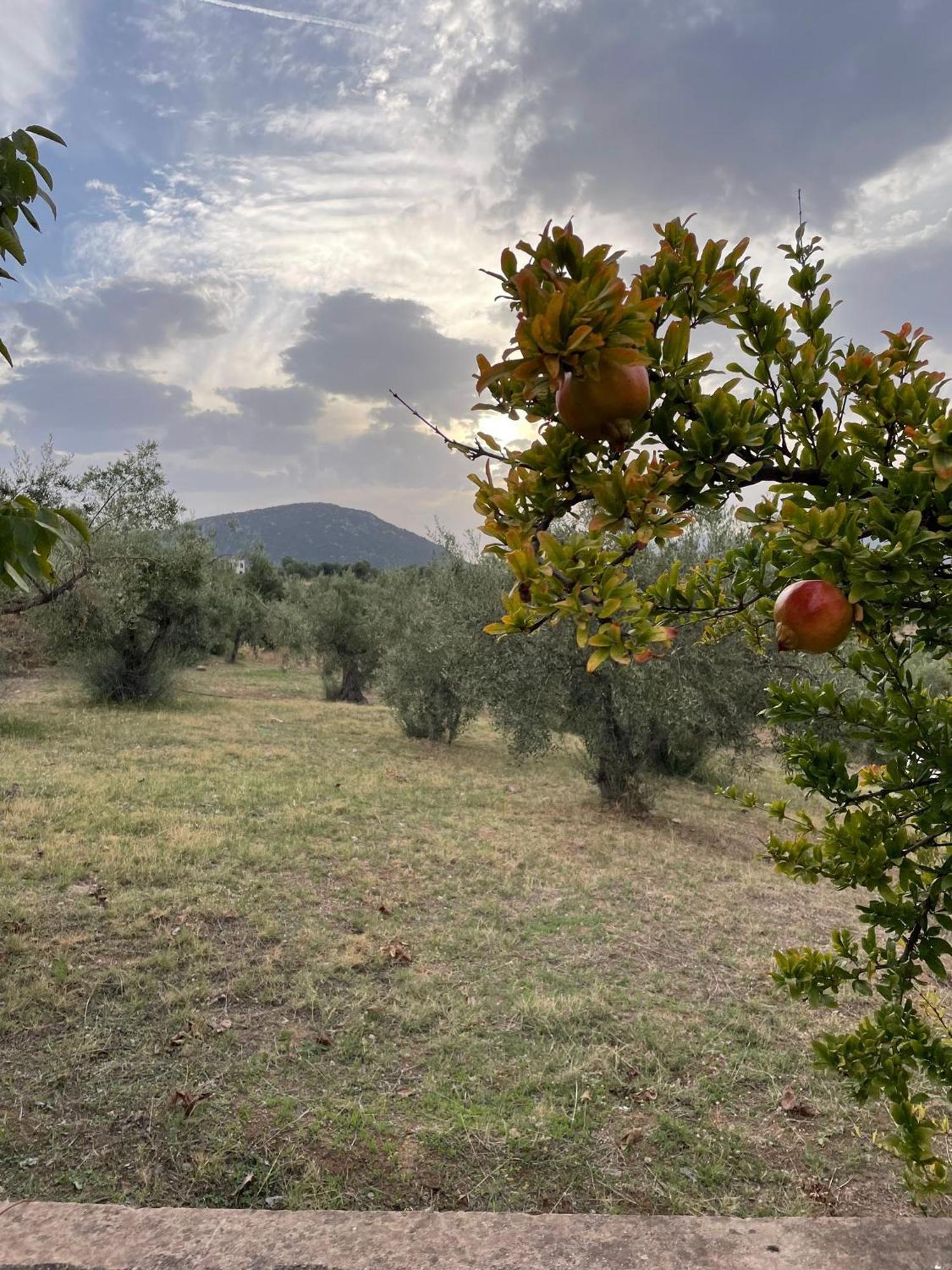Panoramic View Summerhouse Loukissia Εξωτερικό φωτογραφία